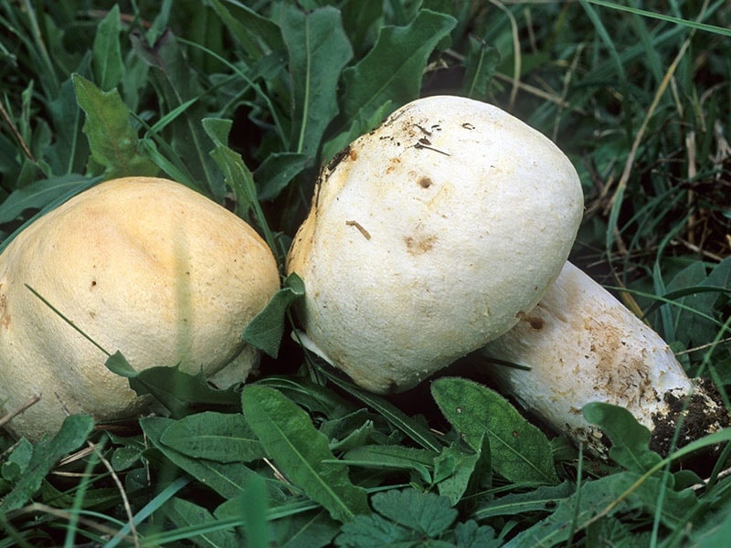 Horse Mushroom