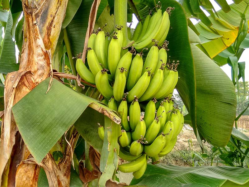 Banana Chuoi