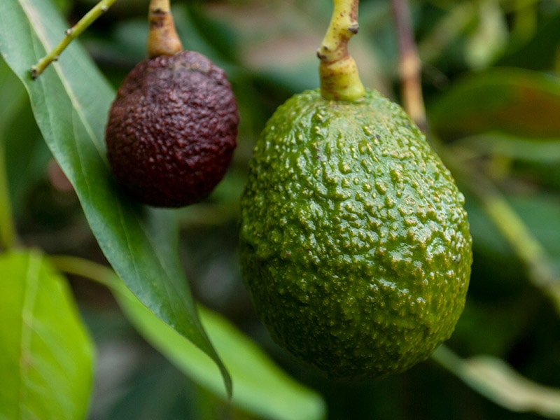Avocado Guatemala