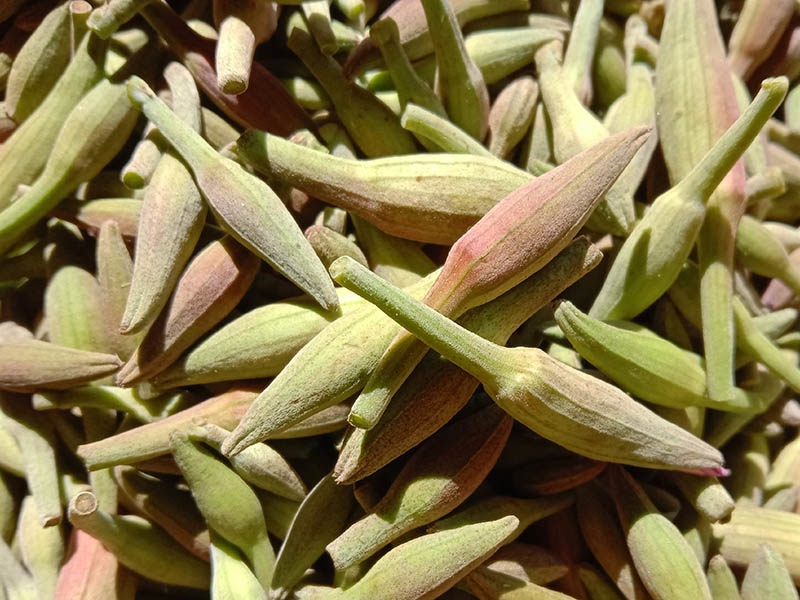 Bauhinia Variegata