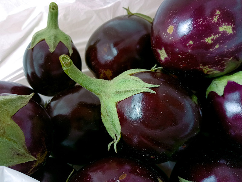 Brinjal Pakistan