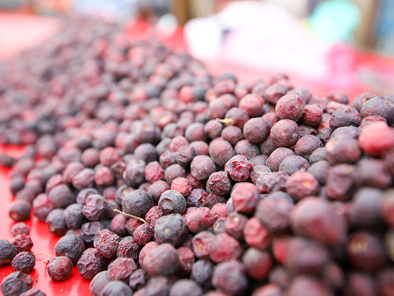 Falsa Fruit