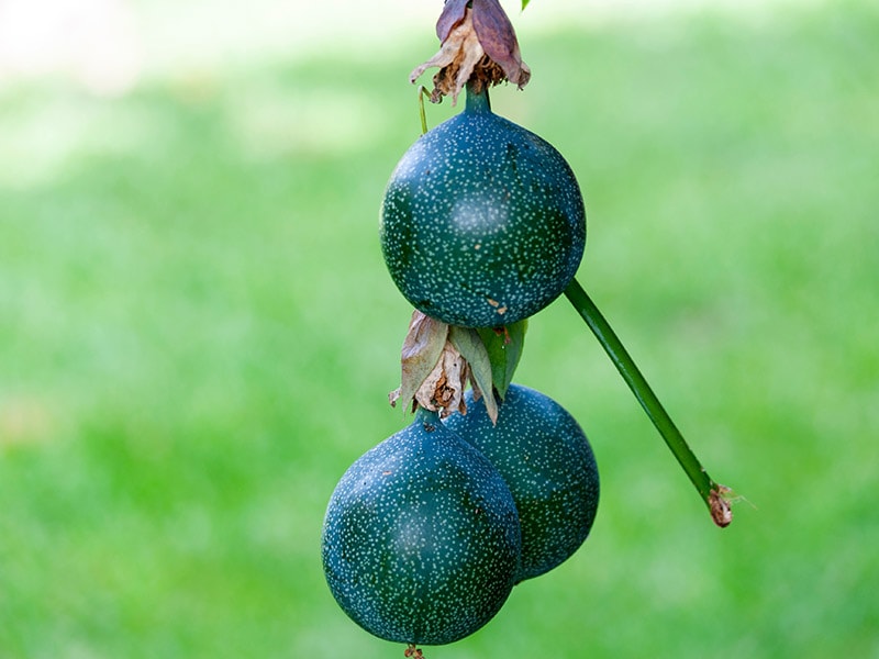 Granadilla Sweet Passionfruit