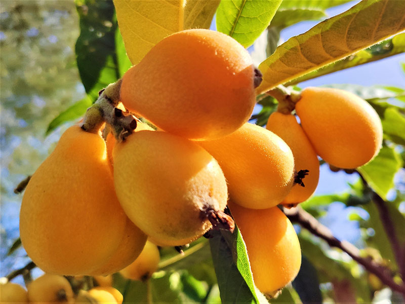 Loquat Pakistan