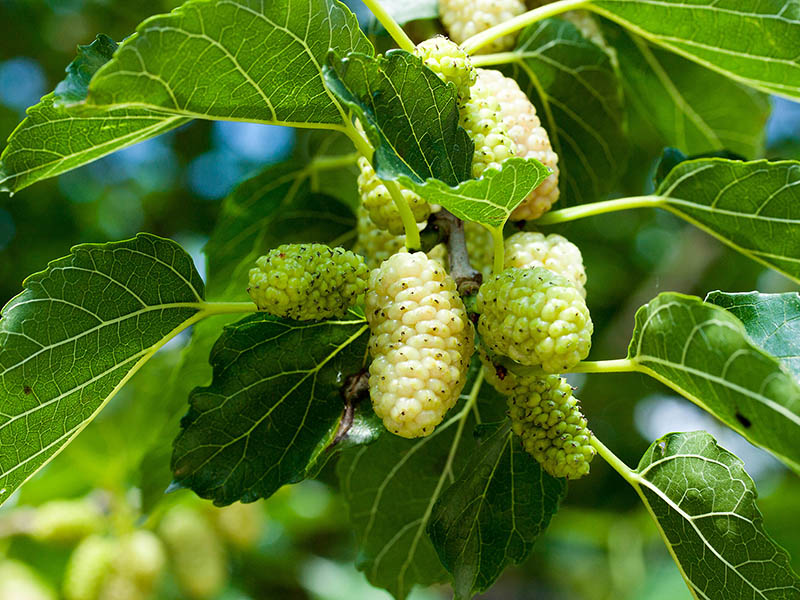 Mulberries Sang Shen Zi