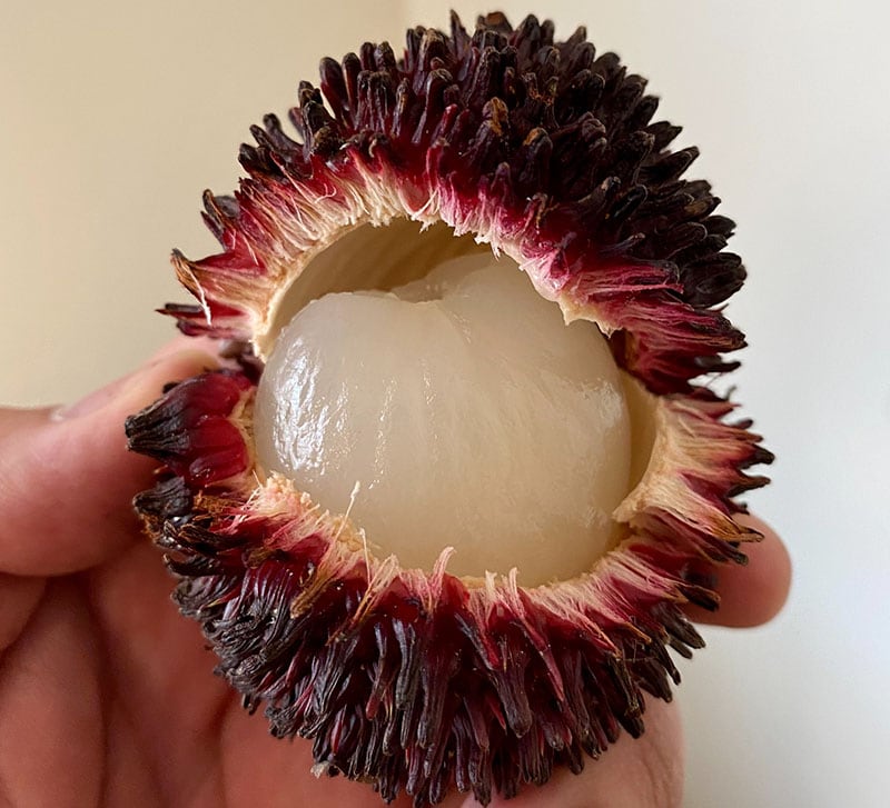 Pulasan Malay