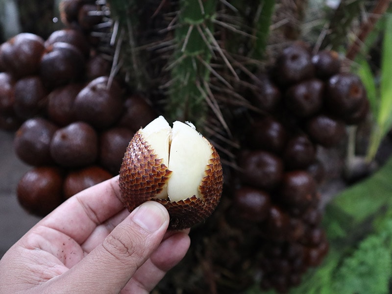 Salak Indo