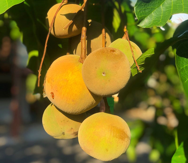 Santol Malay