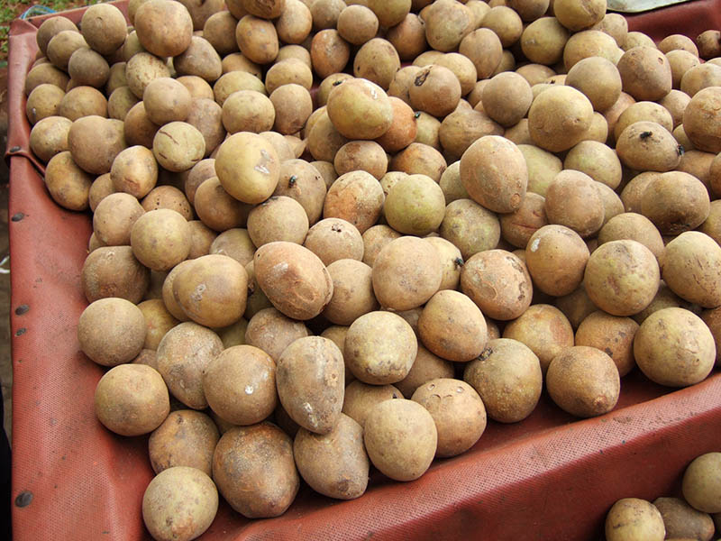 Sapodilla Indonesia