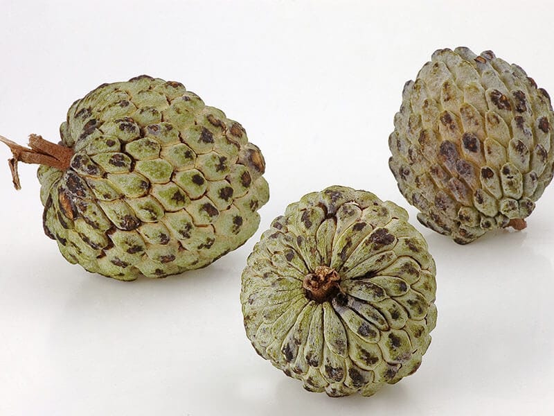 Annona Squamosa