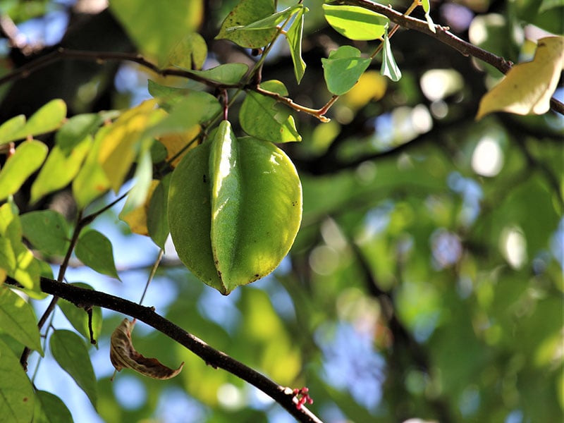 Balimbing Star Fruit