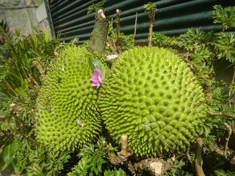 Breadnut Fruit