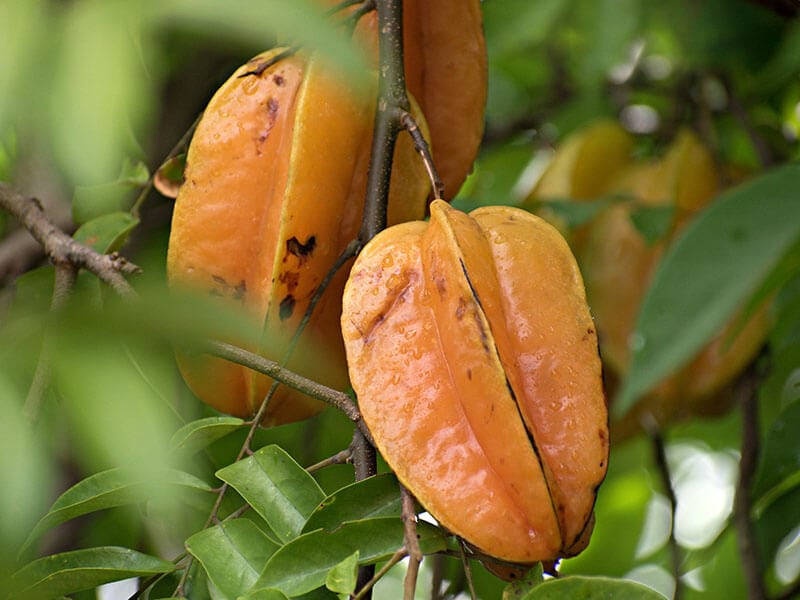 Carambola Fruit