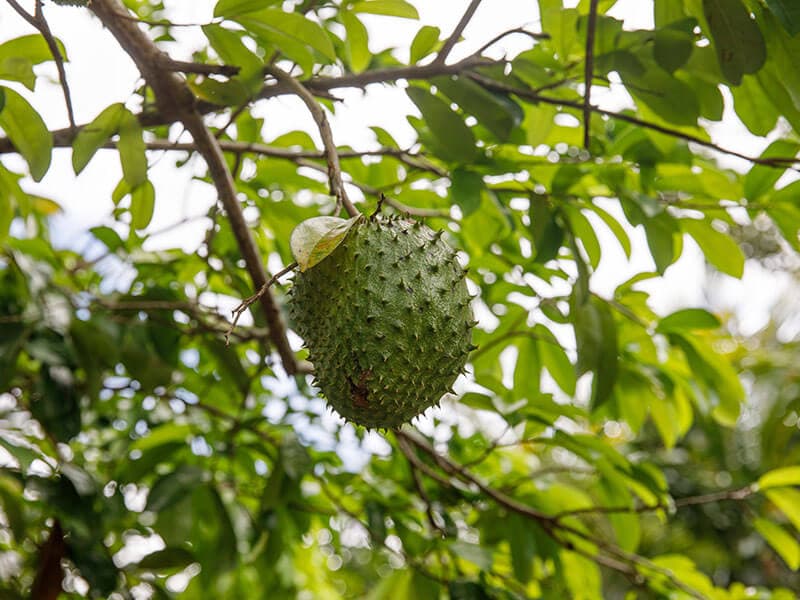 Guanabana Soursop