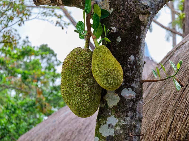 Jack Fruit