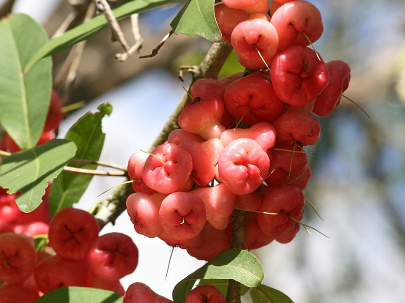 Makopa Wax Apple