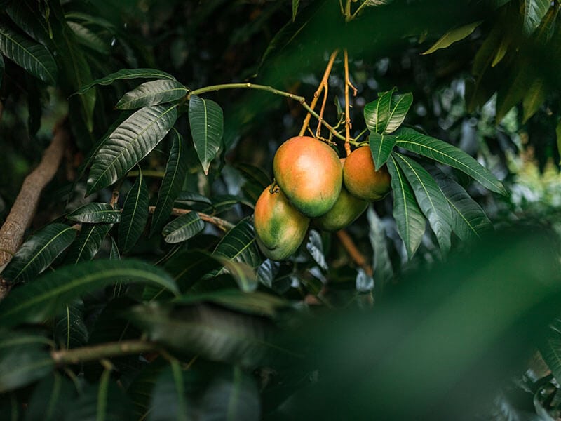 Mango Trees