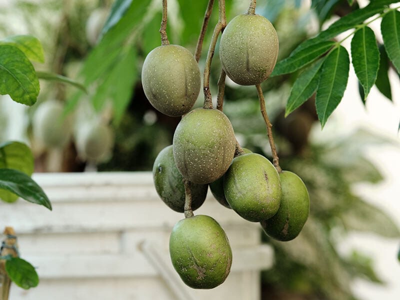 Manzana De Oro