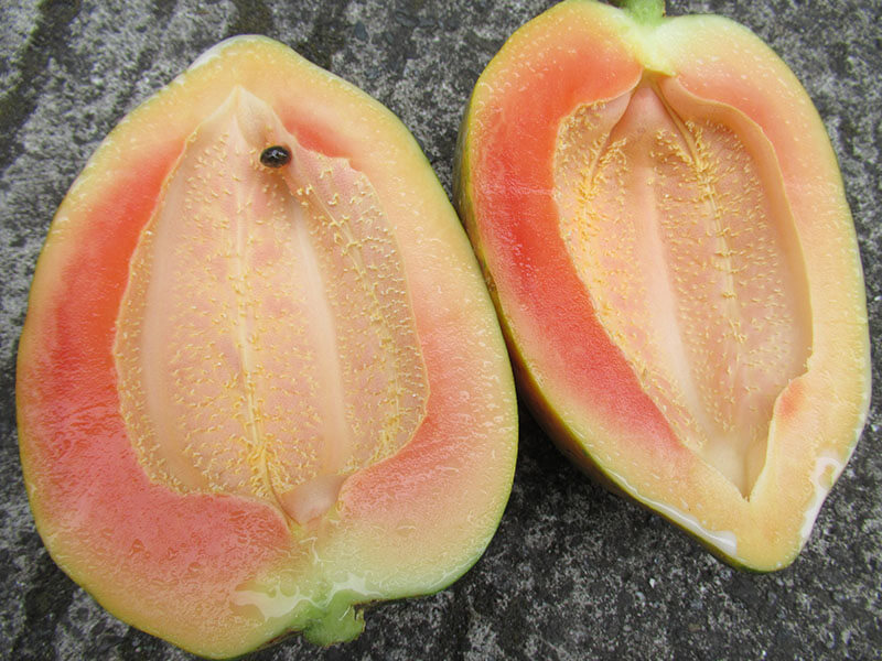 Papaya Fruit