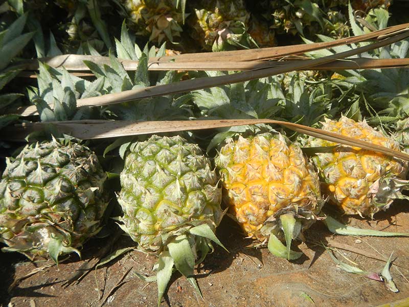 Pineapple Fruit