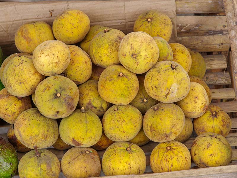 Santol Fruit