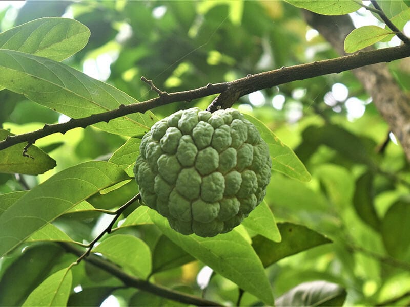 Sugar Apple