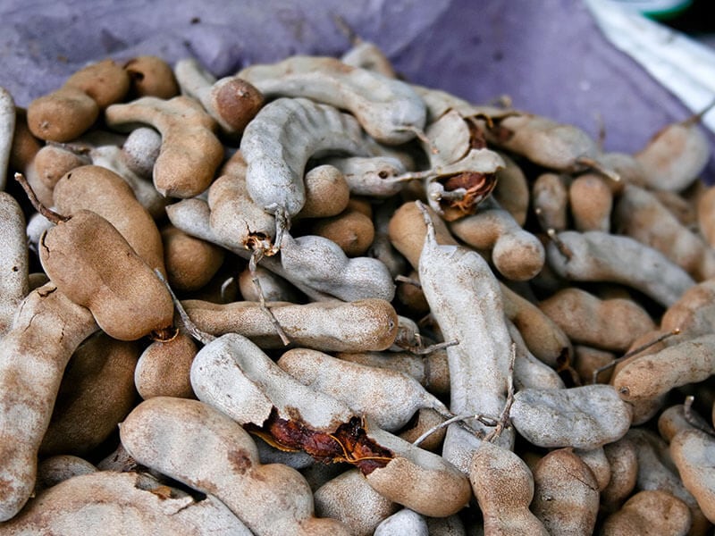 Tamarind Fruit