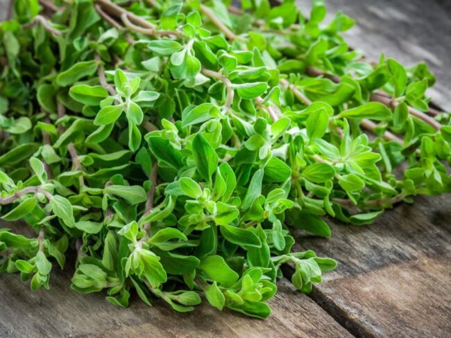 Marjoram