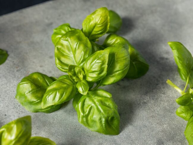 Basil