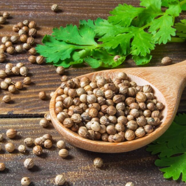 Coriander Seed