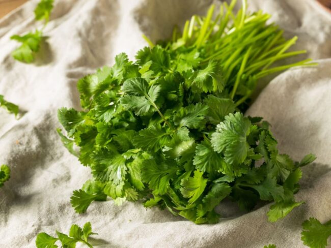 Cilantro