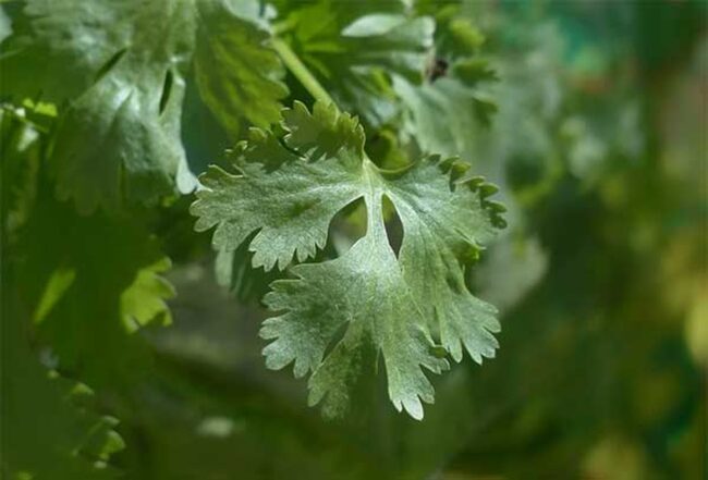 Why Do Some People Dislike Cilantro?